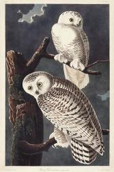 Pl 121 Snowy Owl | Obraz na stenu
