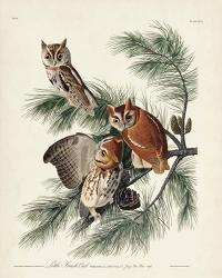 Pl 97 Little Screech Owl | Obraz na stenu