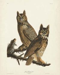 Pl 61 Great Horned Owl | Obraz na stenu