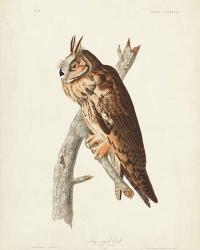 Pl 383 Long-eared Owl | Obraz na stenu