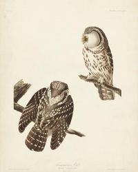 Pl 380 Tengmalm's Owl | Obraz na stenu