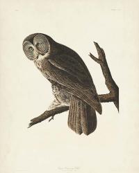 Pl 351 Great Cinereous Owl | Obraz na stenu