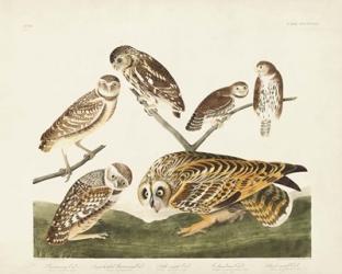 Pl 432 Burrowing Owl | Obraz na stenu