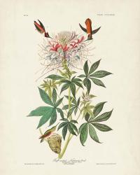 Pl 379 Ruff-necked Hummingbird | Obraz na stenu