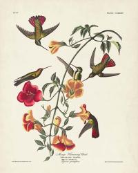 Pl 184 Mango Hummingbird | Obraz na stenu