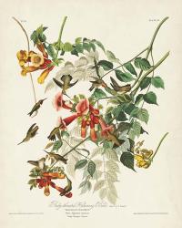 Pl 47 Ruby-throated Hummingbird | Obraz na stenu