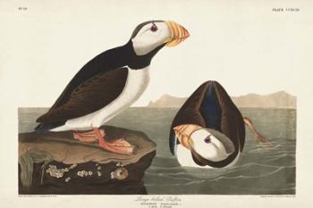 Pl 293 Large-billed Puffin | Obraz na stenu