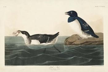 Pl 339 Little Auk | Obraz na stenu