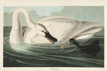 Pl 406 Trumpeter Swan | Obraz na stenu