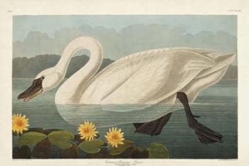 Pl 411 Common American Swan | Obraz na stenu