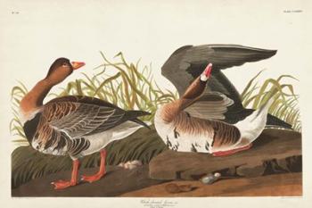 Pl 286 White-fronted Goose | Obraz na stenu