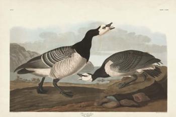 Pl 296 Barnacle Goose | Obraz na stenu