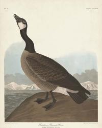 Pl 277 Hutchinss Barnacle Goose | Obraz na stenu