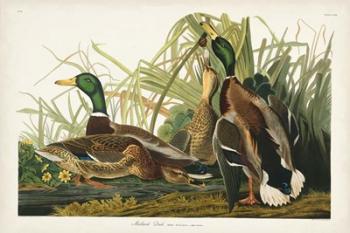 Pl 221 Mallard Duck | Obraz na stenu