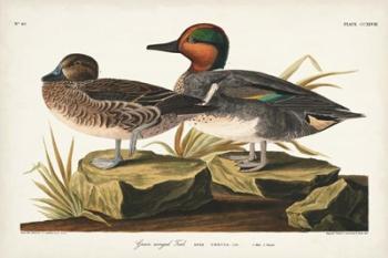 Pl 228 Green-winged Teal | Obraz na stenu