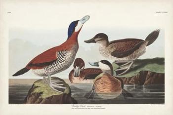 Pl 343 Ruddy Duck | Obraz na stenu