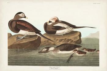 Pl 312 Long-tailed Duck | Obraz na stenu