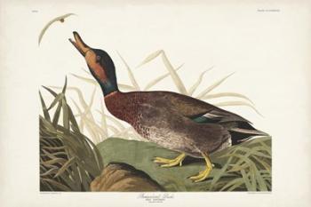 Pl 338 Bemaculated Duck | Obraz na stenu