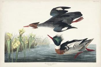 Pl 401 Red-breasted Merganser Duck | Obraz na stenu
