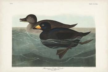 Pl 408 American Scoter Duck | Obraz na stenu