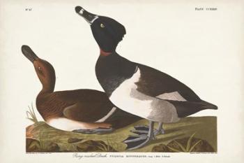 Pl 234 Ring-necked Duck | Obraz na stenu