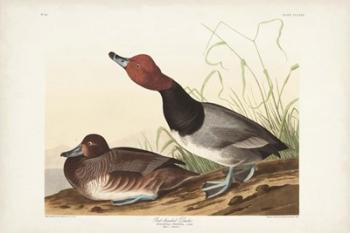 Pl 322 Red-headed Duck | Obraz na stenu