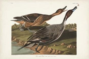 Pl 227 Pin-tailed Duck | Obraz na stenu