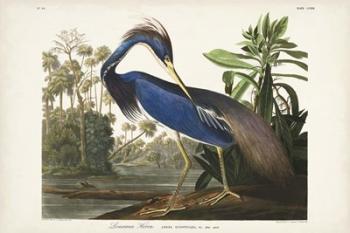 Pl 217 Louisiana Heron | Obraz na stenu