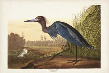 Pl 307 Blue Crane or Heron | Obraz na stenu
