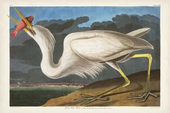 Pl 281 Great White Heron | Obraz na stenu