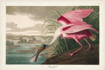 Pl 321 Roseate Spoonbill | Obraz na stenu