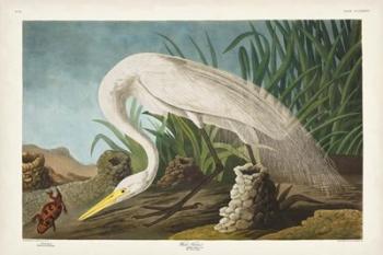 Pl 386 White Heron | Obraz na stenu