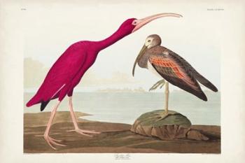 Pl 397 Scarlet Ibis | Obraz na stenu