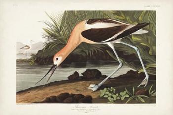 Pl 318 American Avocet | Obraz na stenu