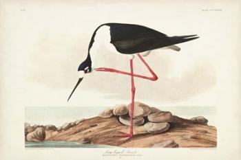 Pl 328 Long- legged Avocet | Obraz na stenu