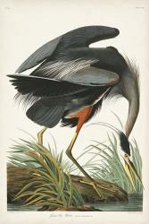 Pl 211 Great Blue Heron | Obraz na stenu