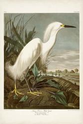 Pl 242 Snowy Heron | Obraz na stenu