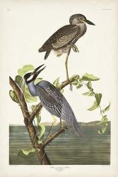 Pl 336 Yellow-crowned Heron | Obraz na stenu