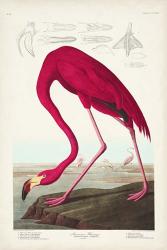 Pl 431 American Flamingo | Obraz na stenu