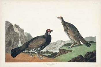 Pl 361 Long-tailed or Dusky Grouse | Obraz na stenu