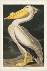 Pl 311 American White Pelican | Obraz na stenu