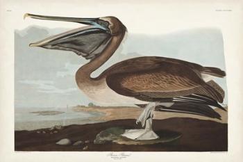 Pl 421 Brown Pelican | Obraz na stenu