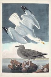 Pl 291 Herring Gull | Obraz na stenu