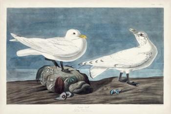 Pl 287 Ivory Gull | Obraz na stenu