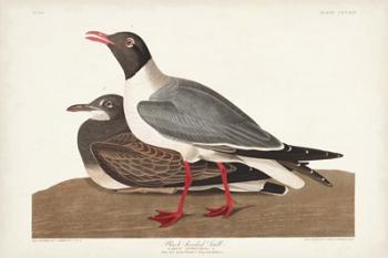 Pl 314 Black-headed Gull | Obraz na stenu
