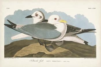 Pl 224 Kittiwake Gull | Obraz na stenu