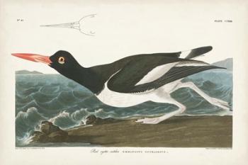 Pl 223 Pied Oyster Catcher | Obraz na stenu