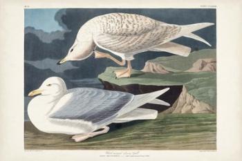 Pl 282 White-winged Silvery Gull | Obraz na stenu