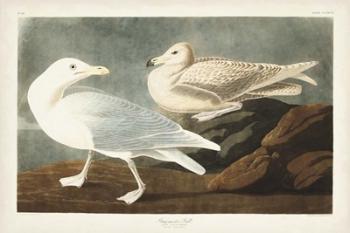 Pl 396 Burgomaster Gull | Obraz na stenu