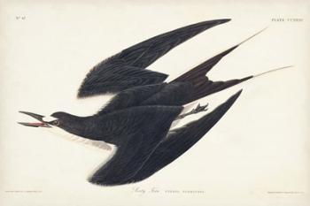 Pl 235 Sooty Tern | Obraz na stenu